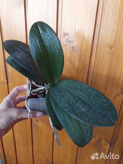 Орхидея парфюмерная фабрика Diffusion