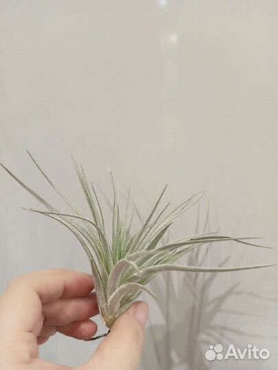 Тилландсия