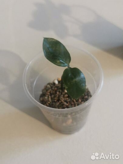 Замиокулькас ростки