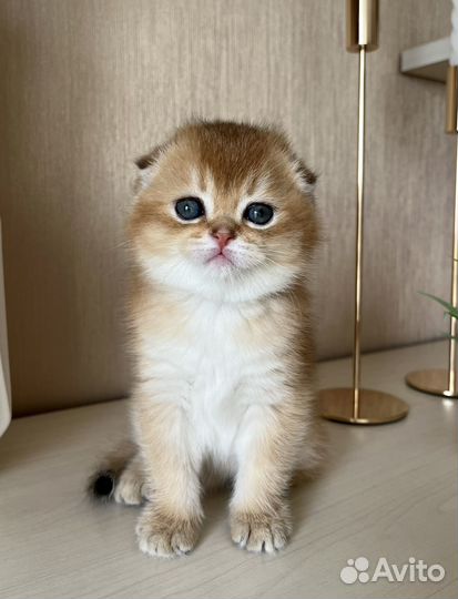 Золотые котята