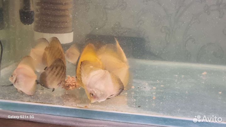 Продам дискусов