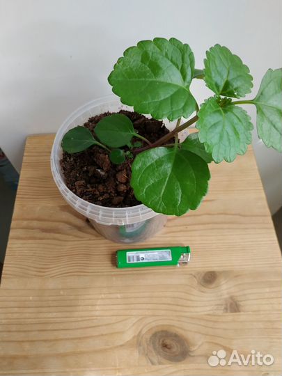 Плектрантус, Пилея