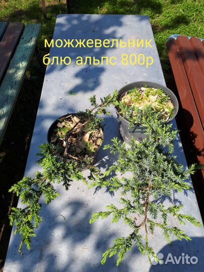 Можжевельник кипариссовик ива самшит