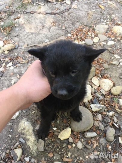 Немецкая овчарка