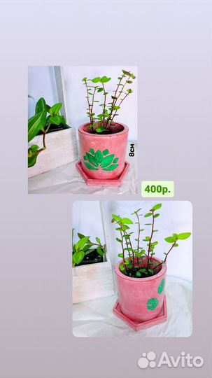 Кашпо из бетона, горшки для растений