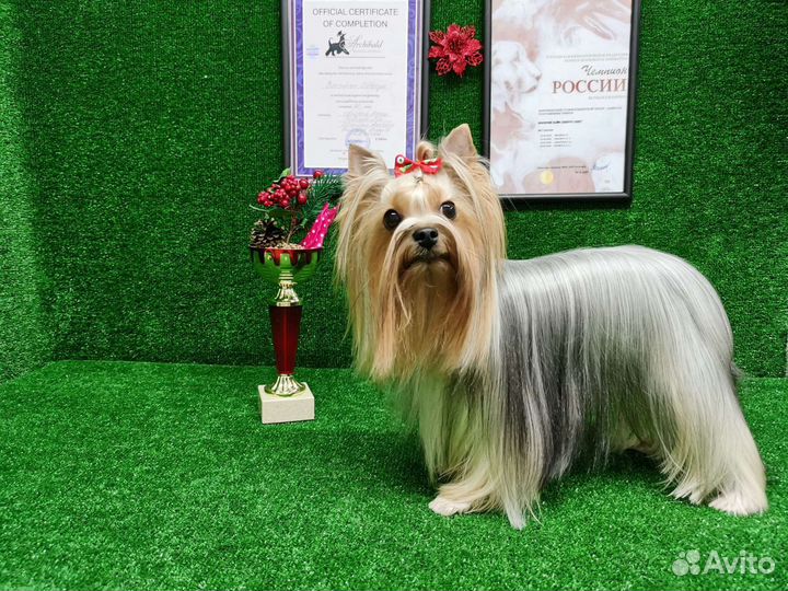 Груминг, стрижка животных ZooStil