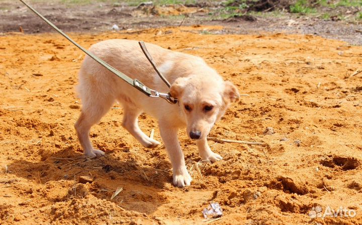 Щенок-подросток в добрые руки