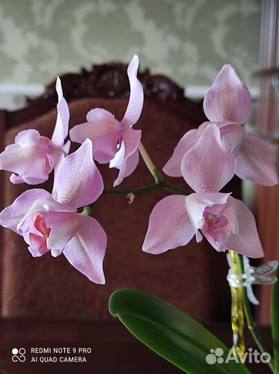 Орхидея фаленопсис Легато трилипс