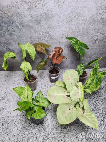 Сингониумы набором