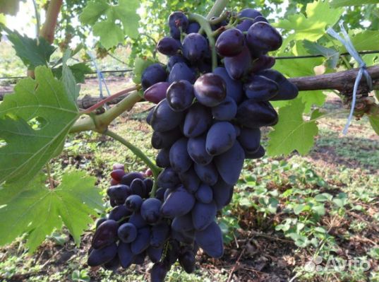 Саженцы и черенки винограда