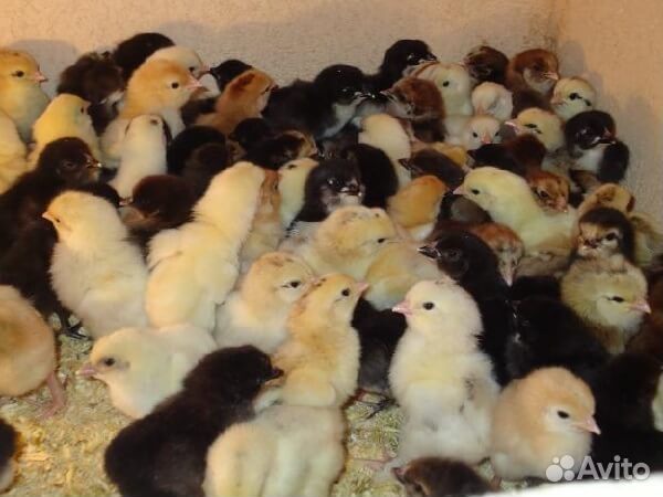 Цыплята домашние