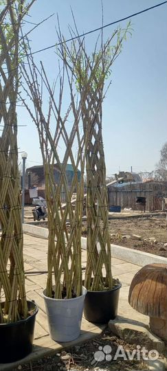 Сибирская пальма