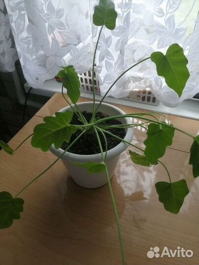 Филодедроны