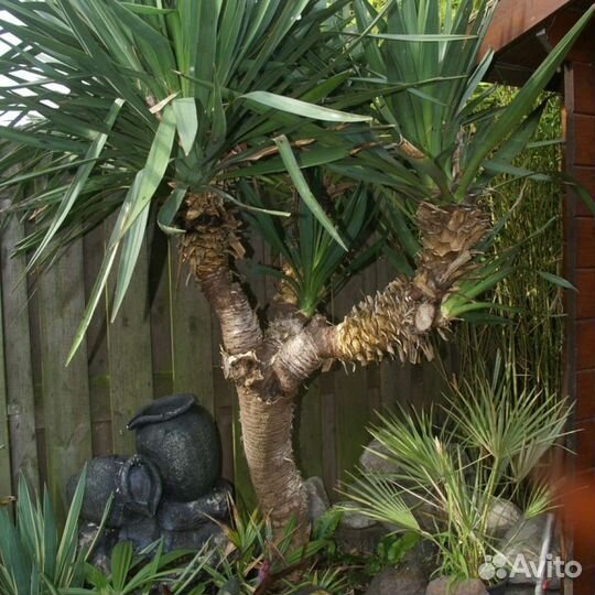 Юкка сортовая с широкими листьями