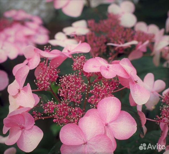 Hydrangea serrata shojo гортензия