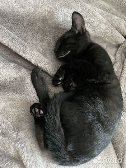 Котик в добрые руки