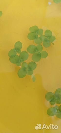 Прополка аквариума