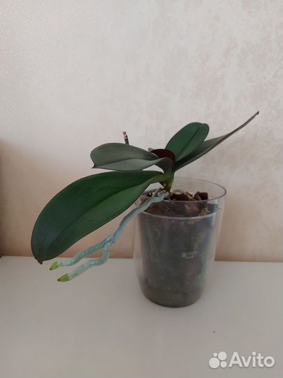 Бронь Орхидея фаленопсис