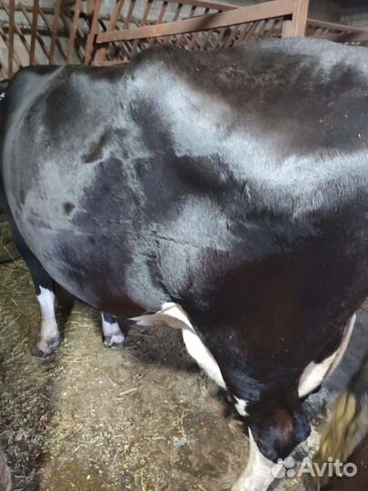 Корова дойная
