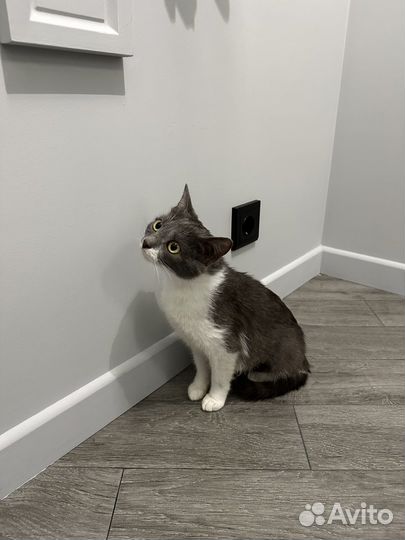 Кошка Бусинка в добрые руки