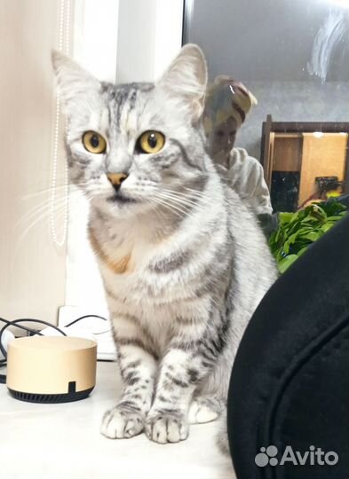 Молодая кошка ищет дом