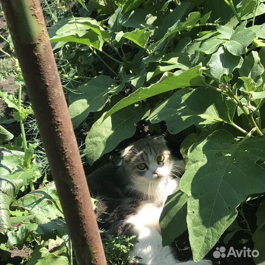 Отдам котят