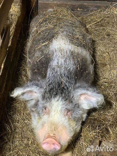 Хряк, вьетнамские поросята