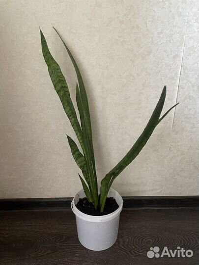 Сансевиерия