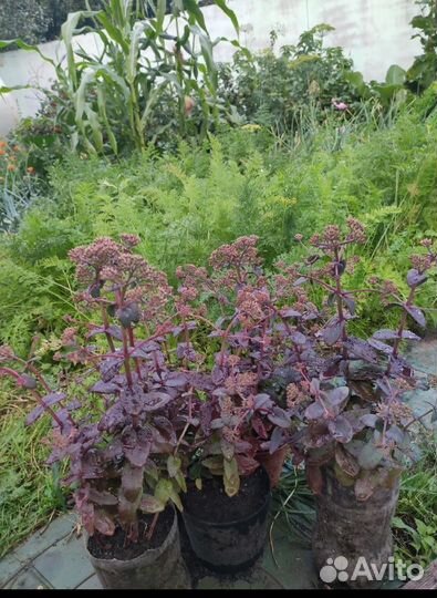 Многолетние цветы, в горшке