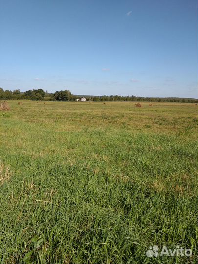 Сено в рулонах луговое, посевное