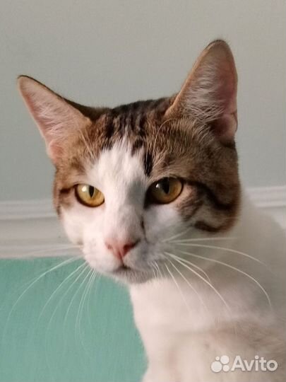 Лёлик осиротел