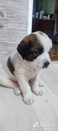 Московская сторожевая