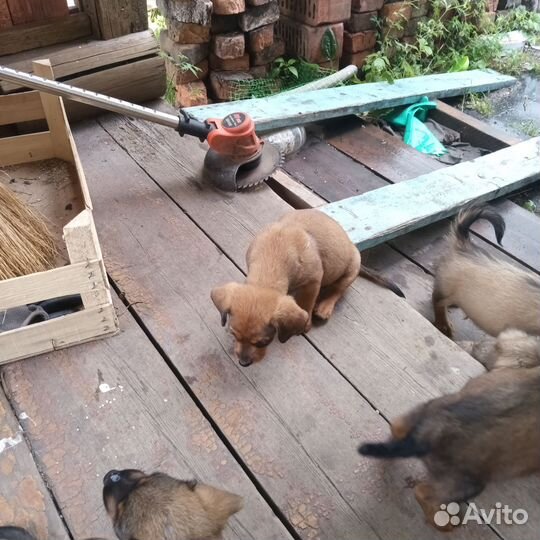 Маленькая собака в добрые руки отдам бесплатно