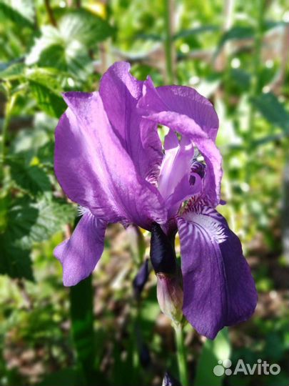 Ирис, канареечник, василёк, октябринка - обмен