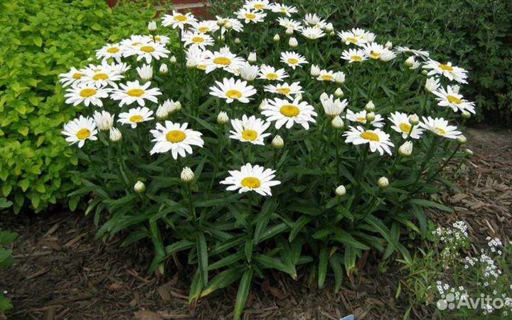 Нивяник крупноцветковый