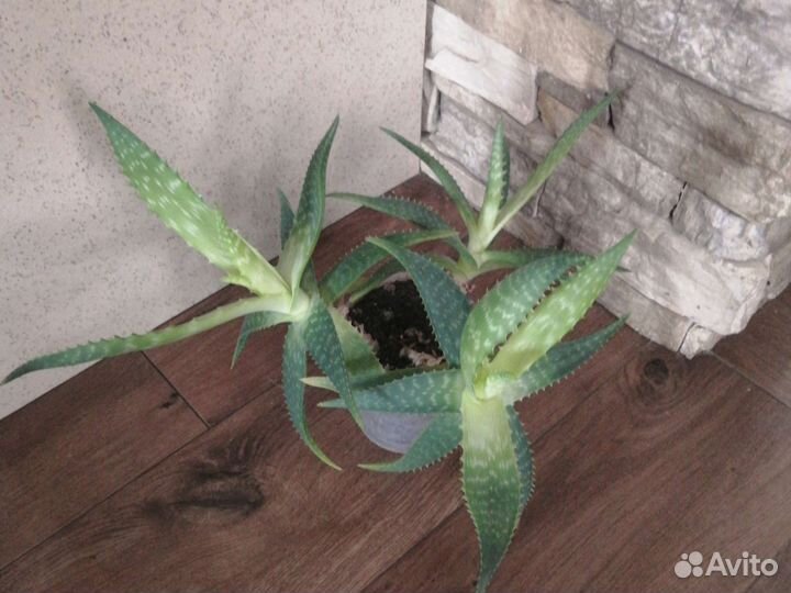 Сингониум, хлорофитум грин оранж