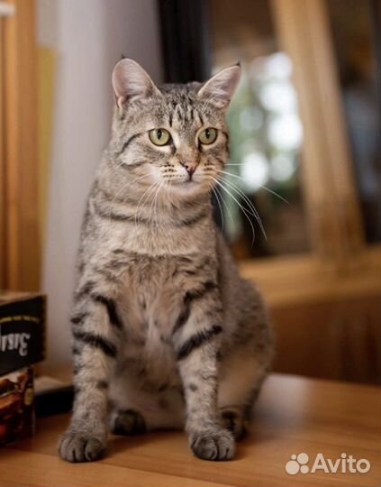 Кошка в добрые руки