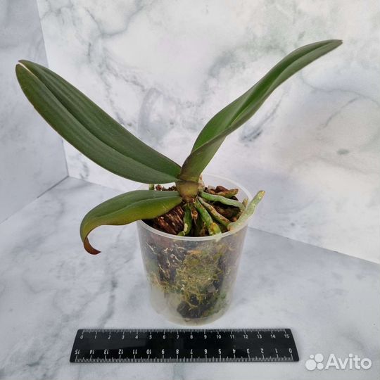 Фаоенопсис Phal. Miki Meteor '121'