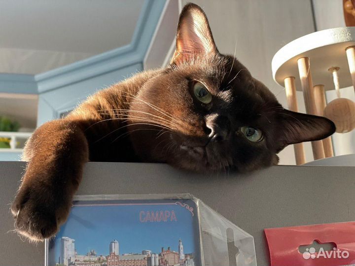 Коты на вязку