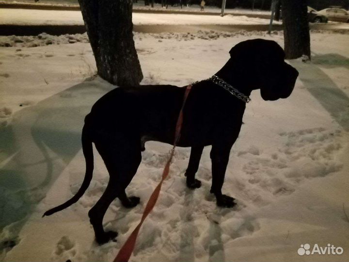 Выгул собак и передержка, зооу няня