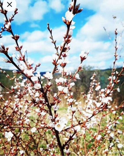 Участок 6 сот. (СНТ, ДНП)