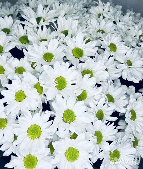 Хризантема Ромашка