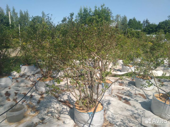 Голубика крупномеры 