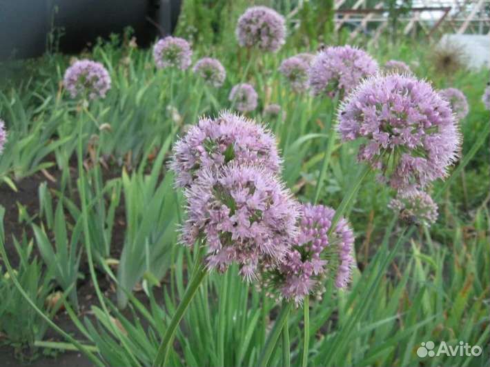 Лук слизун, клубника рассада