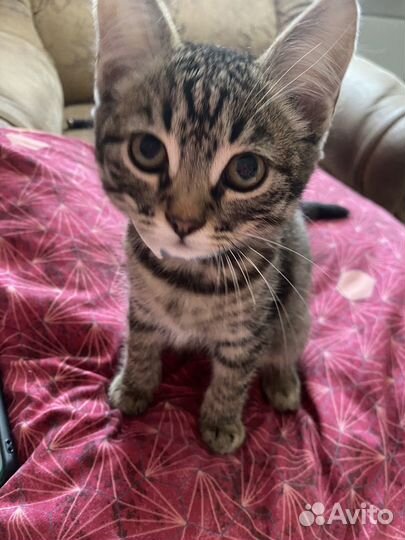 Котенок бесплатно