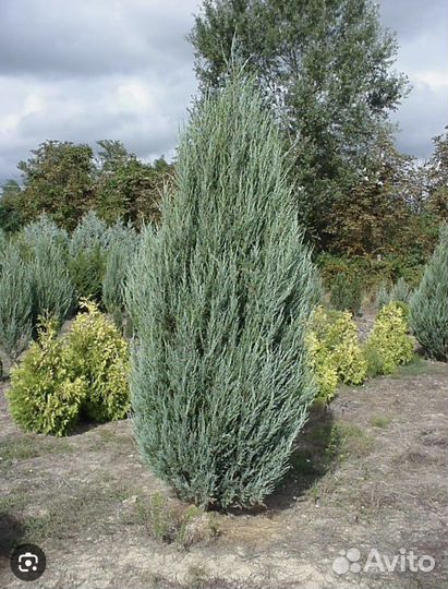Можжевельник скальный скайрокет, блю эрроу