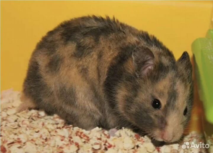 Сирийский хомяк