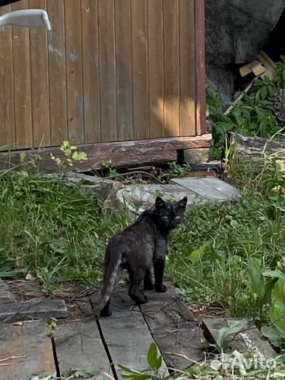 Котик в добрые руки