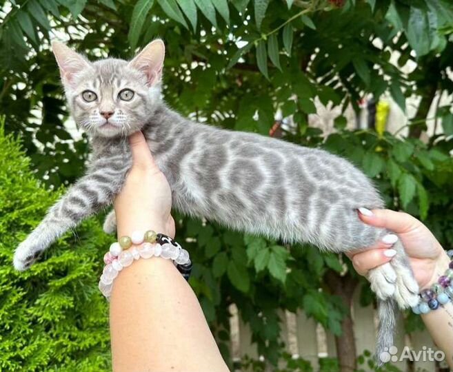 Бенгальские котята редкого окраса