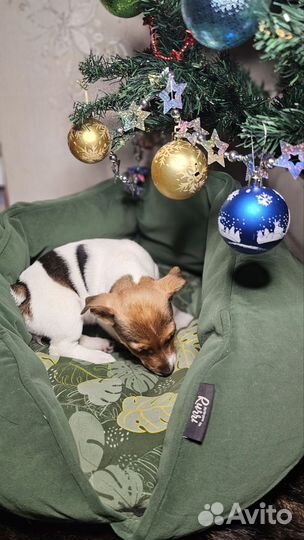 Щенки джек рассел терьер гладкошерстный